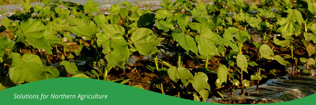 rain grown crop production - Northern Queensland + Northern Australia