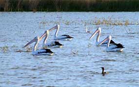 Environmental Assessments - Northern Australia